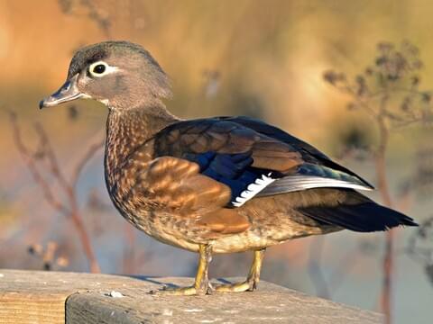 North American Duck Species Chart