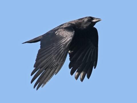 American Crow Identification, All About Birds, Cornell Lab of Ornithology