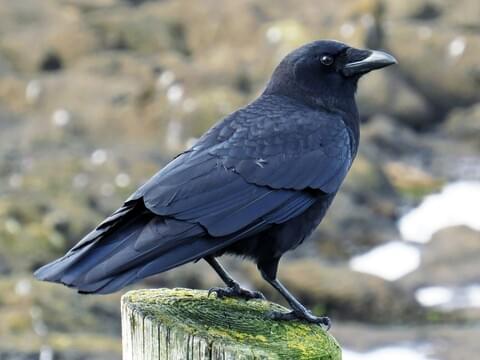 American Crow Identification, All About Birds, Cornell Lab of