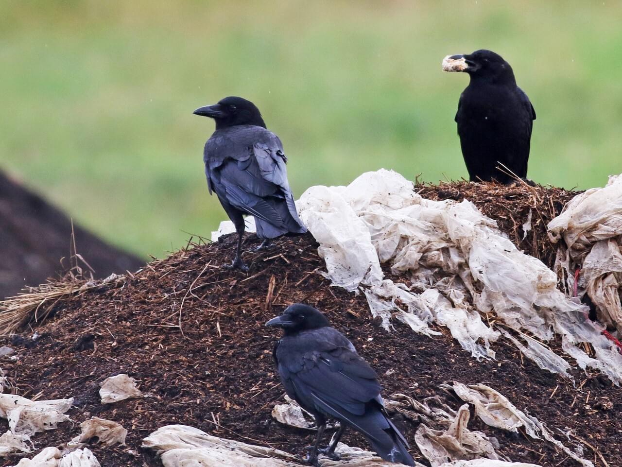 American Crow