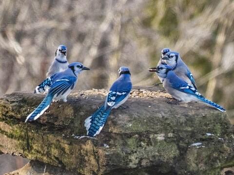 Blue Jay Overview, All About Birds, Cornell Lab of Ornithology