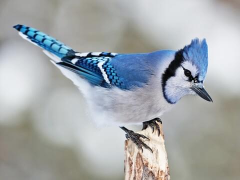 Blue Jay Taxonomy Chart