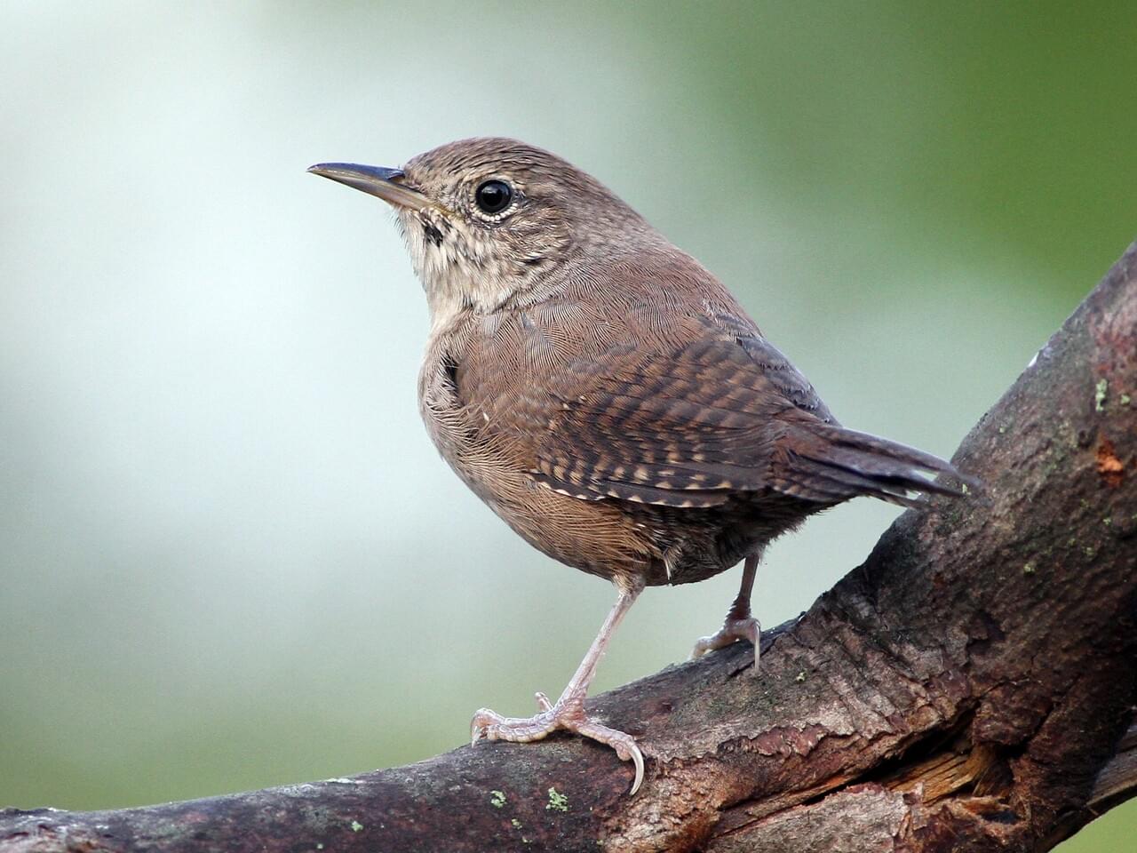 House Wren