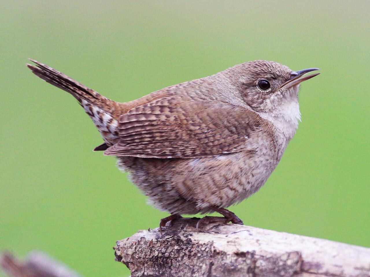 House Wren Adult/immature (Northern)