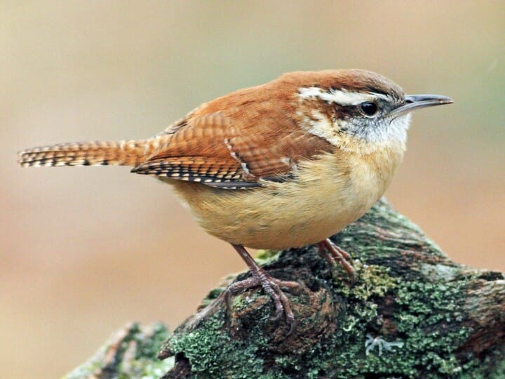 Similar Species to House Wren, All About Birds, Cornell Lab of 
