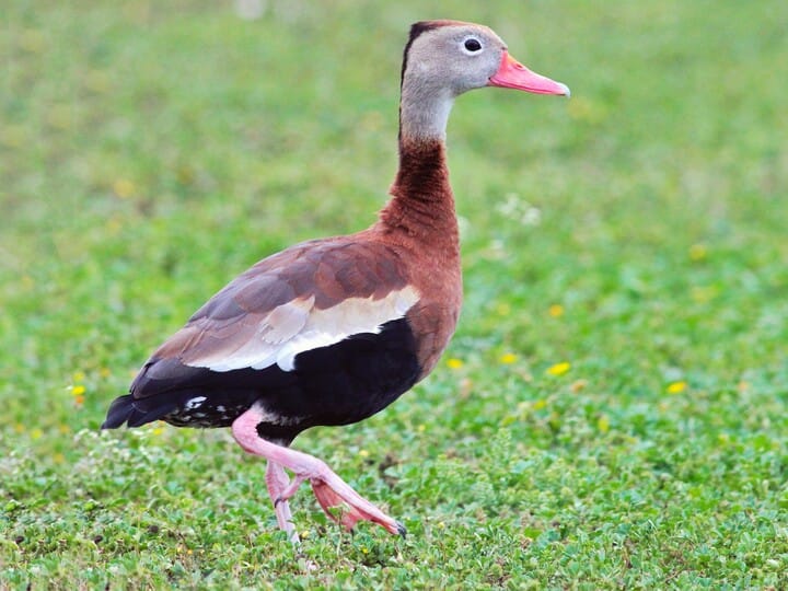 Black-bellied Whistling-Duck 