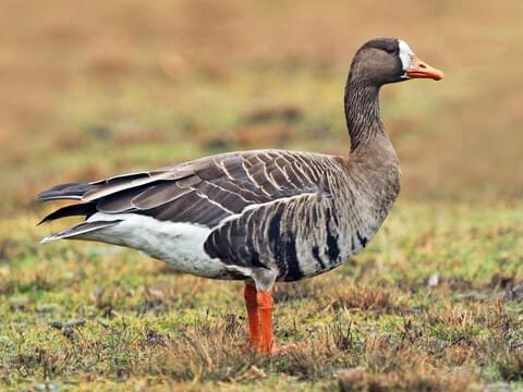 Greater White-fronted Goose Adult