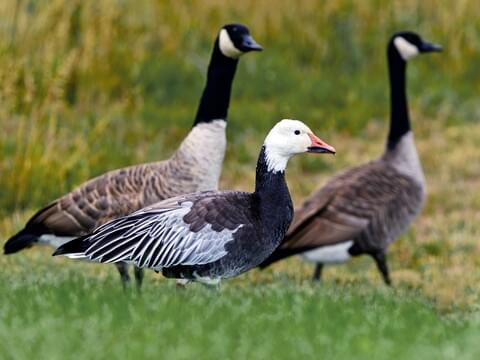 Snow Goose Identification, All About Birds, Cornell Lab of Ornithology