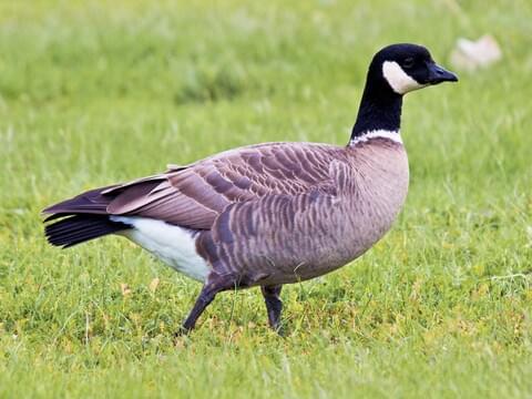 Cackling Goose Adult (Aleutian)