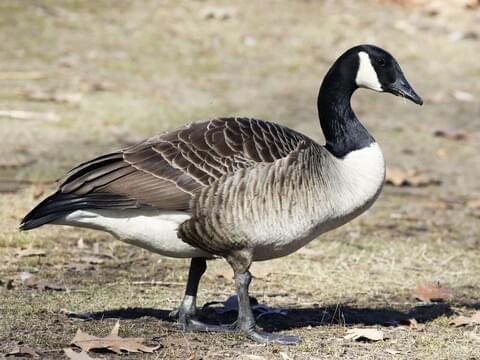 Canada Goose Identification, All About Birds, Cornell Lab of