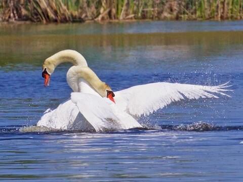 コレクタ　88211　コブハクチョウ　Mute Swan CollectA Mute Swan #88211 - Vibrant White Farm Bird