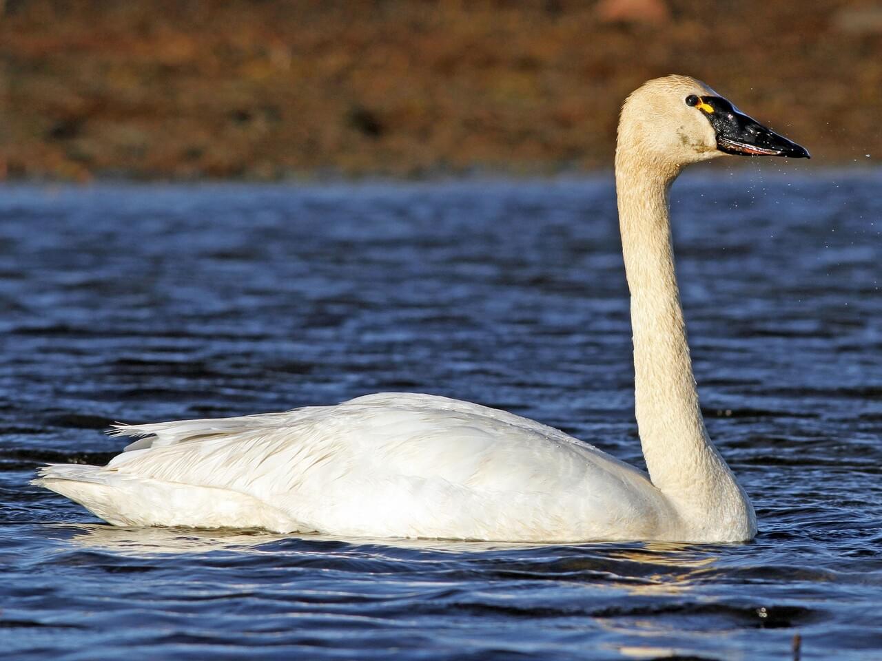 Tundra Swan Adult (Whistling)