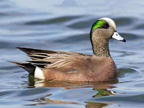 American Wigeon Overview, All About Birds, Cornell Lab of Ornithology