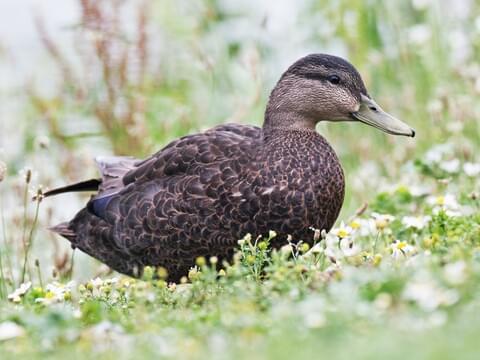 American Black Duck Identification, All About Birds, Cornell Lab