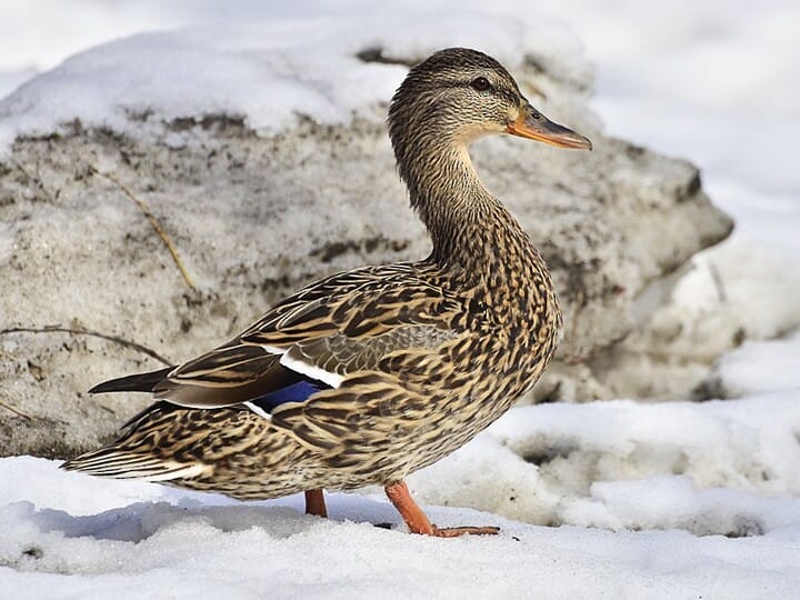 Similar Species to American Black Duck, All About Birds, Cornell Lab of  Ornithology