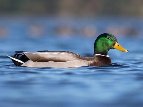 British Duck Identification Chart