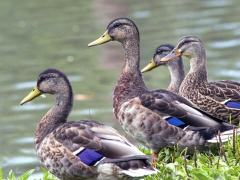all about mallard ducks