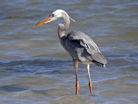 Great Blue Heron Identification All About Birds Cornell Lab Of Ornithology