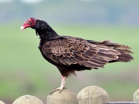 Turkey Vulture Identification, All About Birds, Cornell Lab of Ornithology