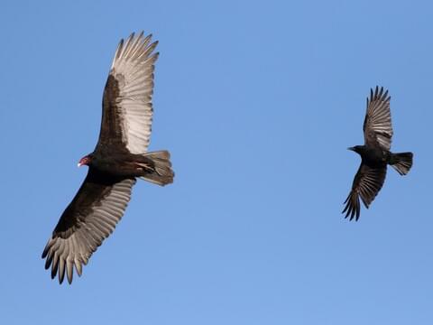 Image result for turkey vultures in flight