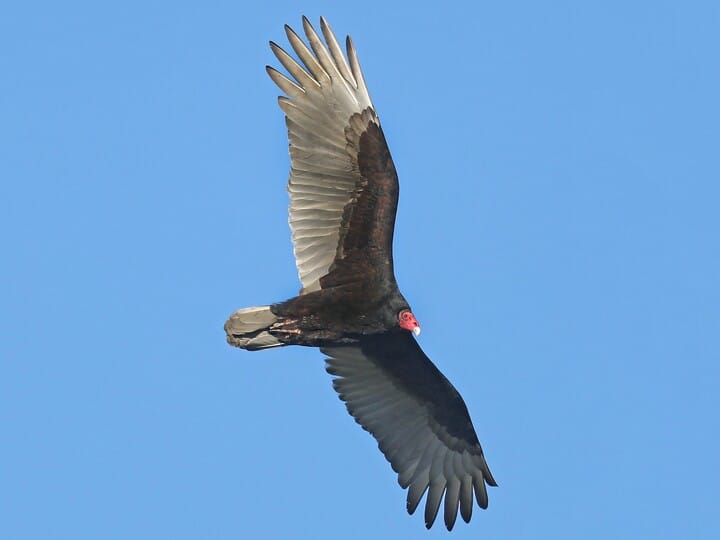 Vulture Vs Eagle