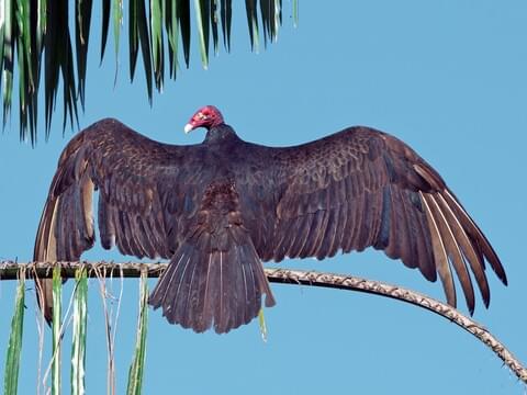 Falcon Vs Vulture