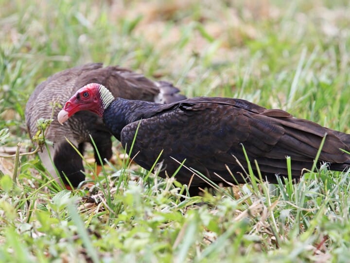 Turkey Vulture Adult (Tropical) (with Southern Caracara)