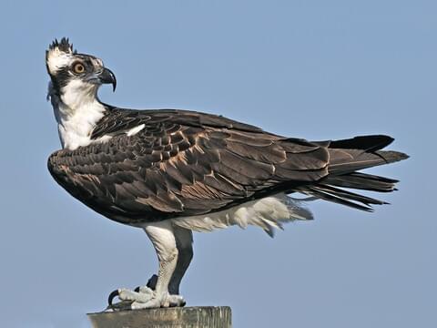 Turkey Vulture Identification, All About Birds, Cornell Lab of Ornithology