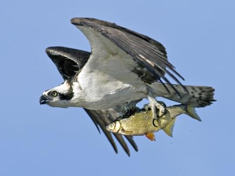 Osprey Identification, All About Birds, Cornell Lab of Ornithology