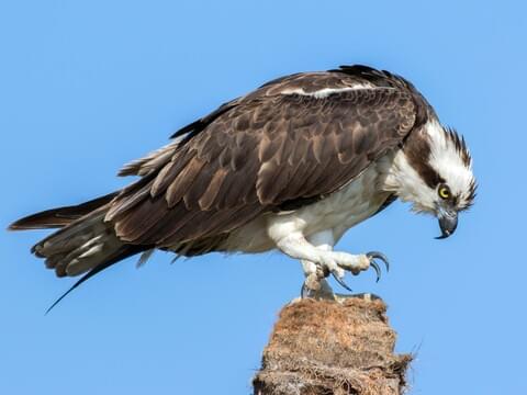 Osprey Identification, All About Birds, Cornell Lab of Ornithology