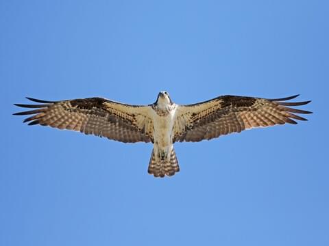 Photos and Videos for Osprey, All About Birds, Cornell Lab of Ornithology