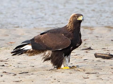 Golden Eagle Identification All About Birds Cornell Lab Of