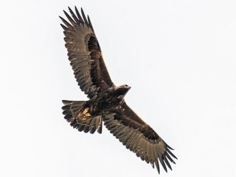 Golden Eagle Identification All About Birds Cornell Lab Of