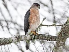 Hawk, Types, Diet, & Facts