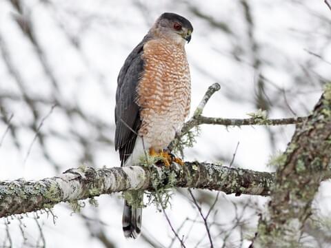 Raptors of Winter  All About Birds All About Birds