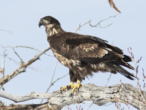 Bald Eagle Identification All About Birds Cornell Lab Of