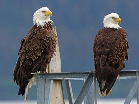 Bald Eagle Classification Chart