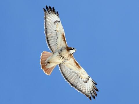Red-tailed Hawk Identification, All About Birds, Cornell Lab of Ornithology