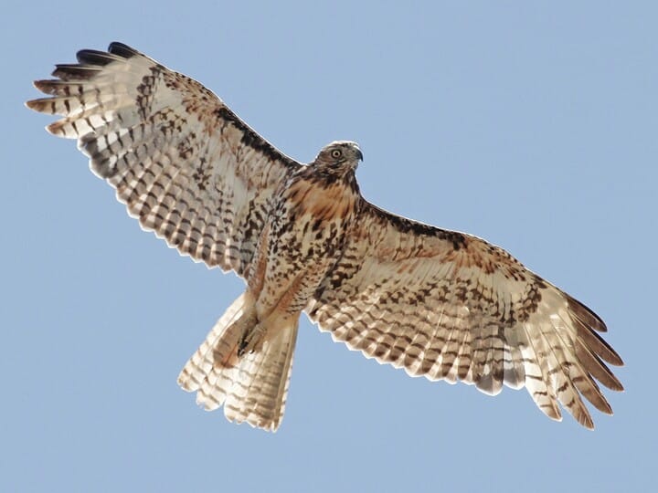 juvenile rough legged hawk