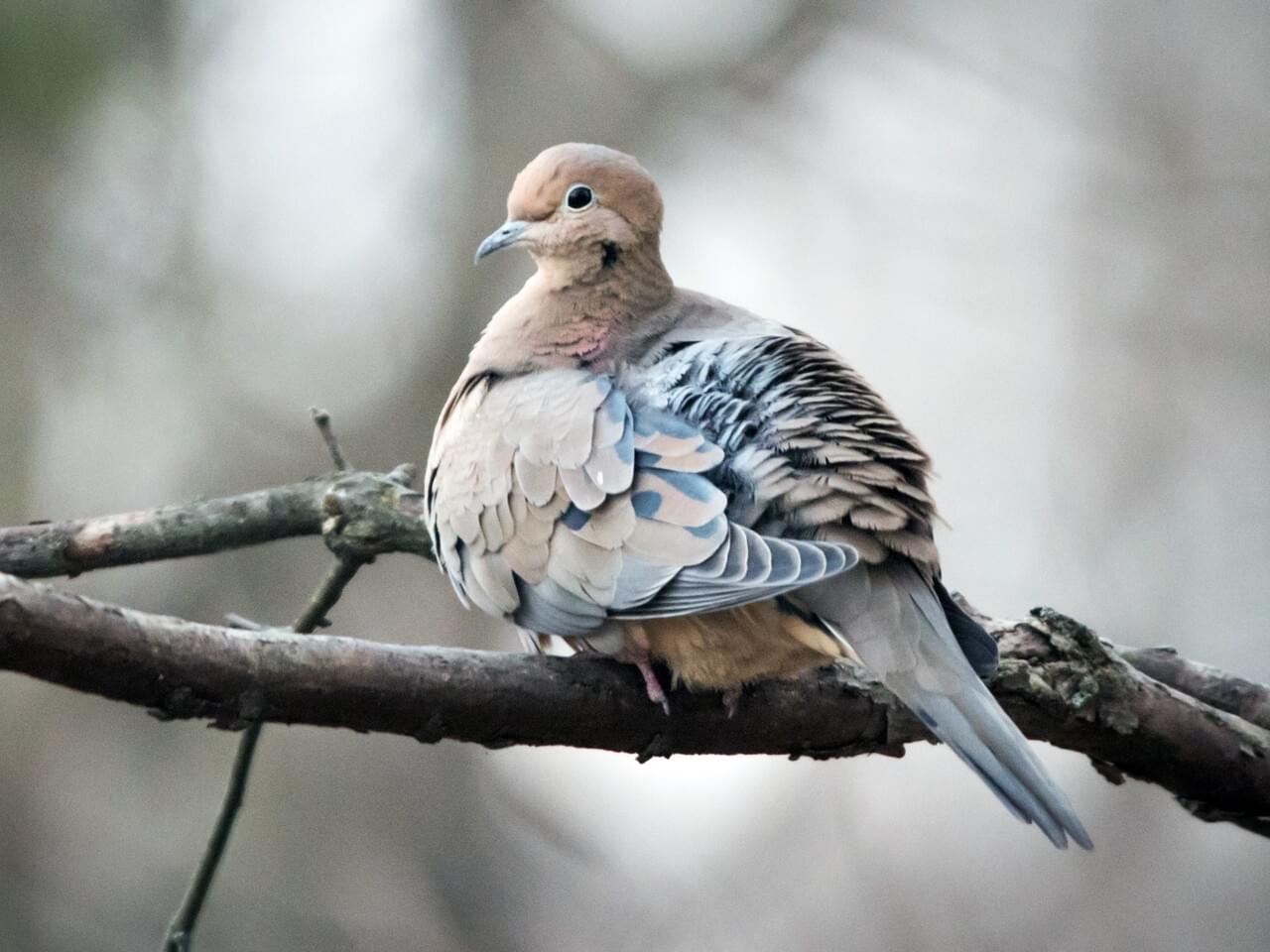 Mourning Dove