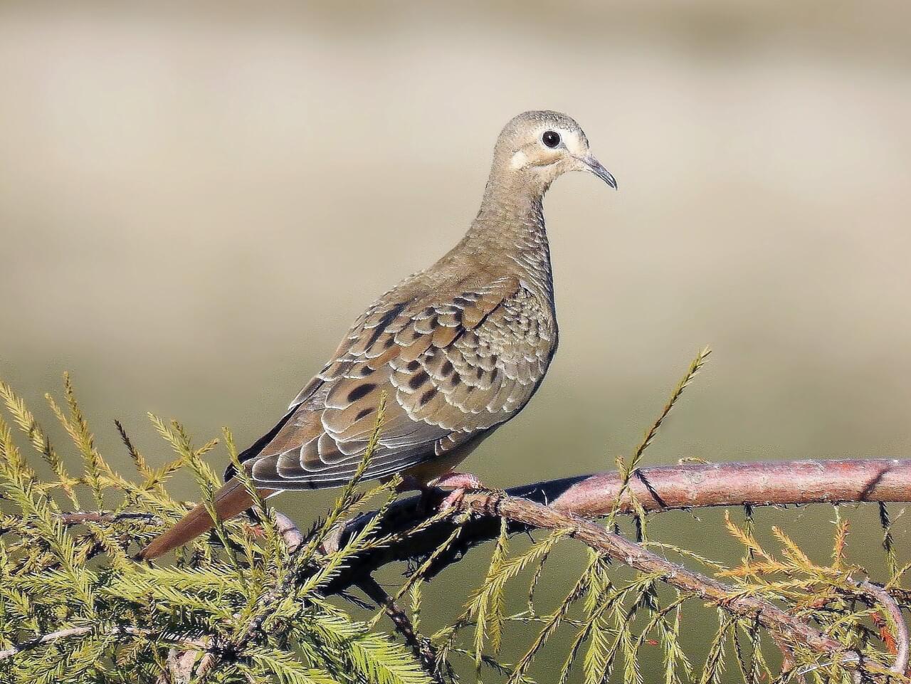 Mourning Dove