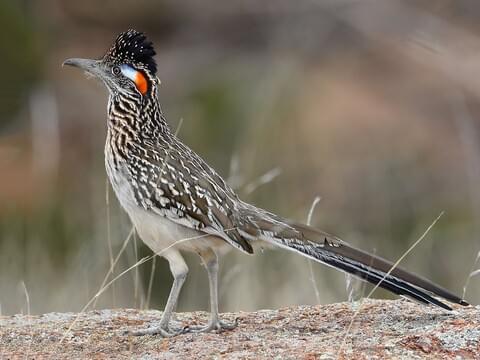 Greater Roadrunner Identification, All About Birds, Cornell Lab of  Ornithology