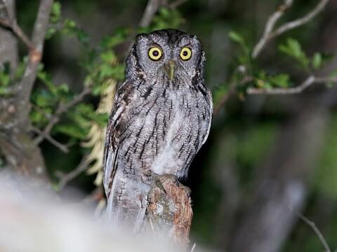 Eastern Screech Owl Identification All About Birds Cornell Lab