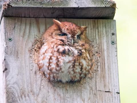 Eastern Screech Owl Identification All About Birds Cornell Lab Of Ornithology - screech roblox id