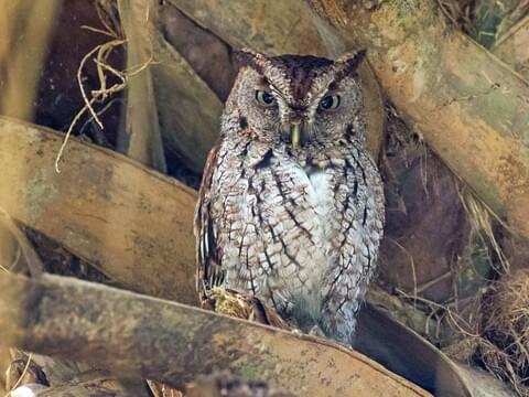 Eastern Screech-Owl Identification, All About Birds, Cornell Lab of Ornithology