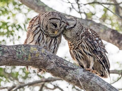 barred owl wingspan