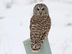 Barred Owl Overview, All About Birds 