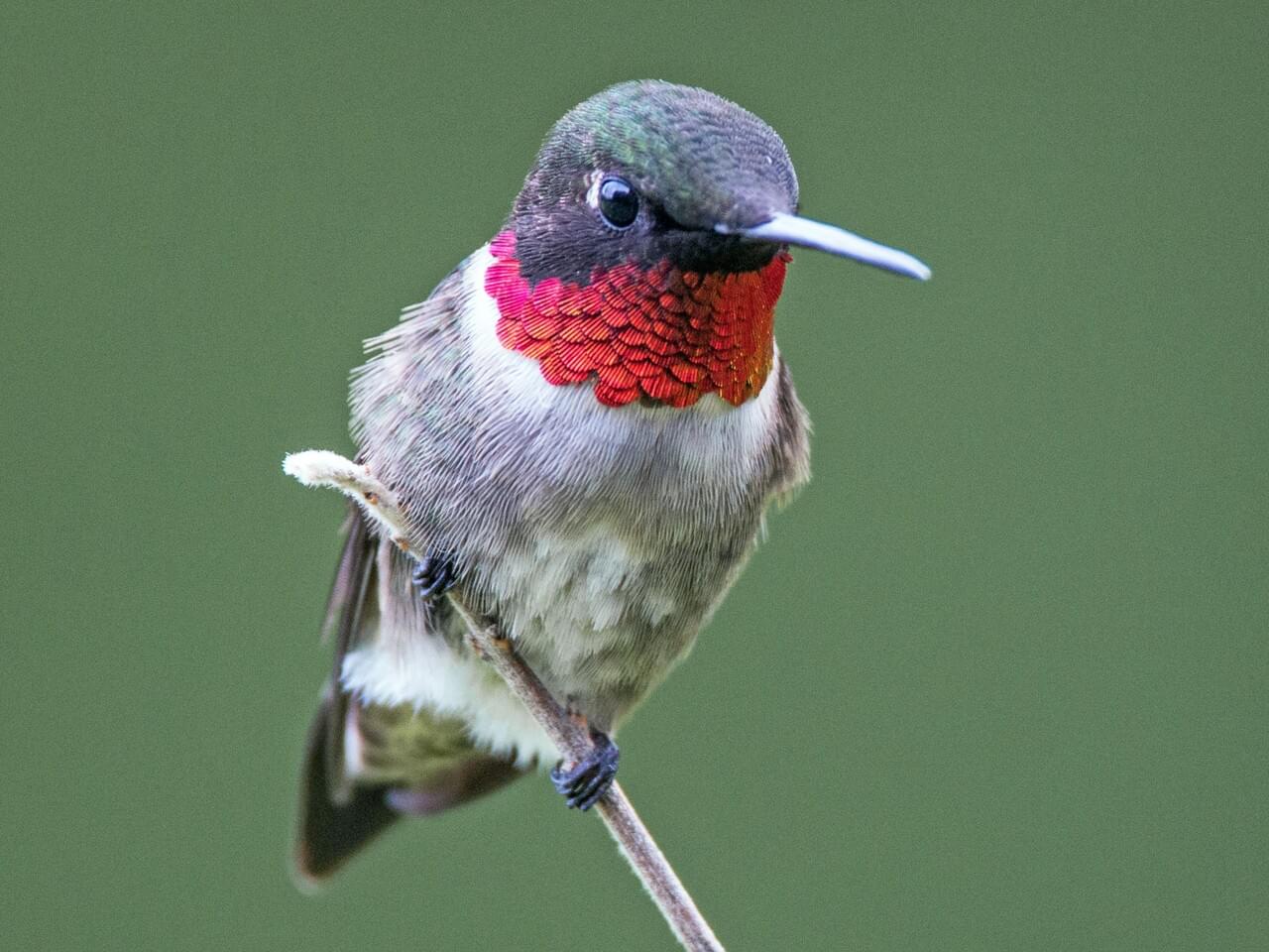 Ruby-throated Hummingbird Adult male