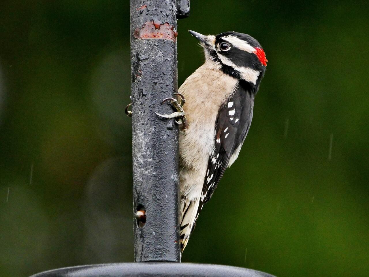 Downy woodpeckers