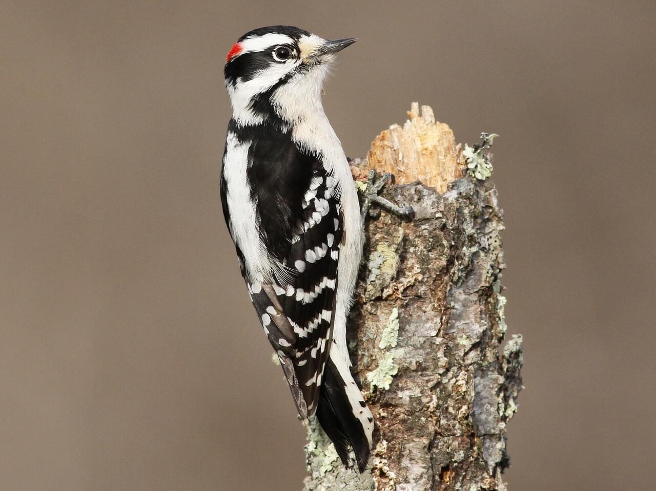 Downy Woodpecker Male (Eastern)
